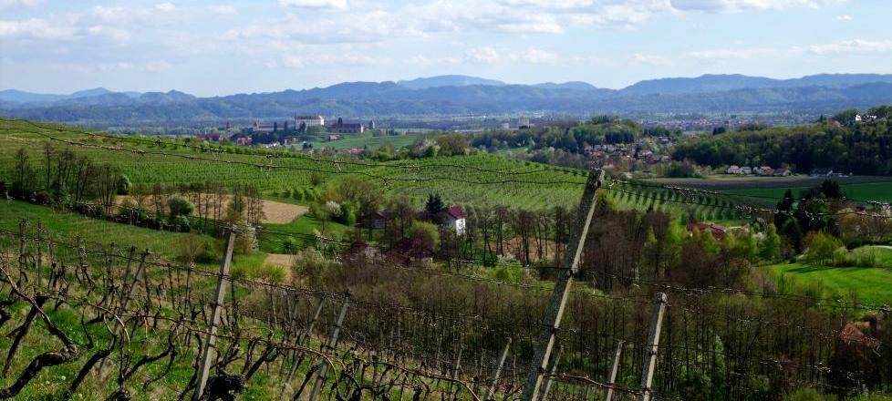 Ptujska pohodna pot: Med vinogradi in sadovnjaki