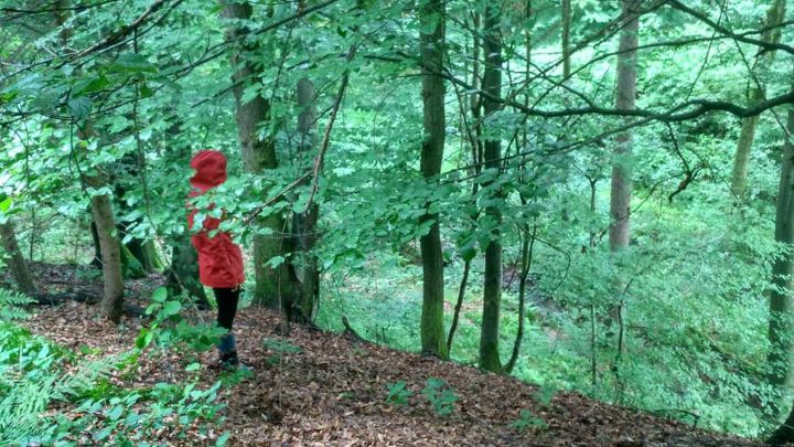 Gozdna kopel: Čuječni sprehodi v naravo za povečanje notranjega zadovoljstva